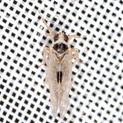 Laodelphax striatella