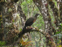 Chamaepetes goudotii