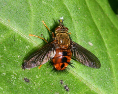 Epalpus