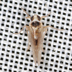 Laodelphax striatella