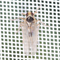 Laodelphax striatella