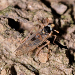 Laodelphax striatella