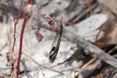 Glenoleon pulchellus