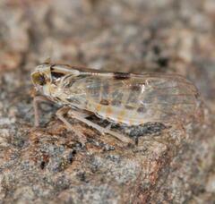 Laodelphax striatella