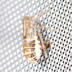 Dicranotropis hamata