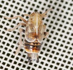 Dicranotropis hamata