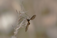 Leptotarsus clavatus
