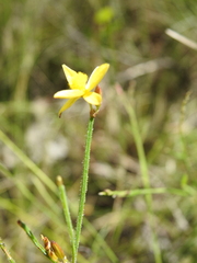 Tricoryne muricata