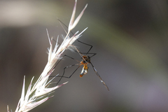 Leptotarsus clavatus