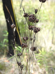 Haemodorum austroqueenslandicum