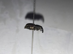 Sphenophorus venatus