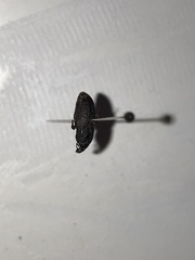 Sphenophorus venatus