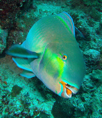 Chlorurus strongylocephalus