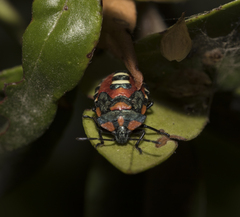 Tylospilus chilensis