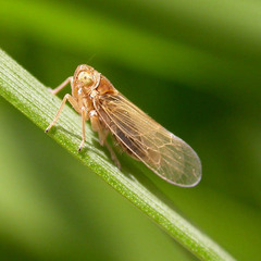 Javesella pellucida
