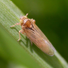 Javesella pellucida