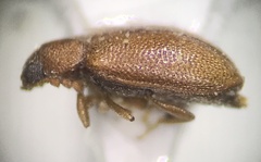 Paratenetus
