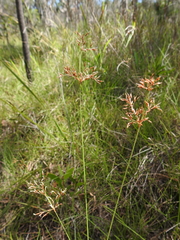 Fimbristylis cinnamometorum