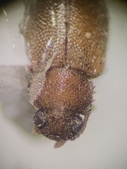 Paratenetus