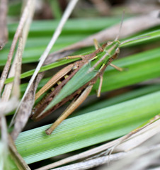 Omocestus