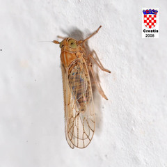 Javesella pellucida