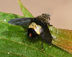 Xanthoepalpodes bischofi