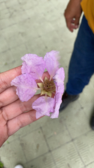 Lagerstroemia speciosa