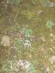 Eustala tribrachiata