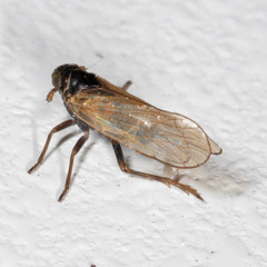 Javesella