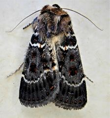 Proteuxoa sanguinipuncta