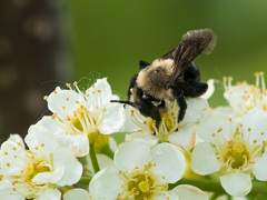 Melandrena