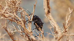 Eugaster