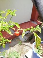 Capsicum chinense