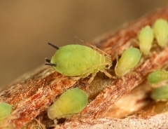 Aphis pomi