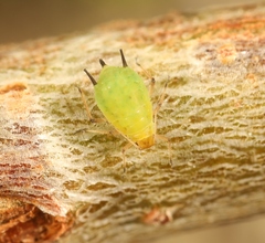 Aphis pomi