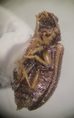 Paratenetus