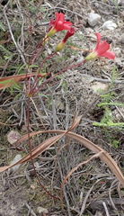 Oxalis pendulifolia