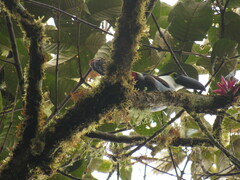 Andigena nigrirostris