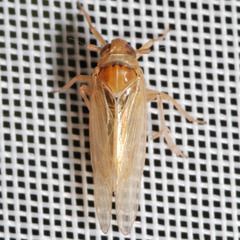 Javesella pellucida