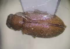 Paratenetus
