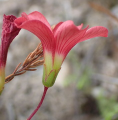 Oxalis pendulifolia