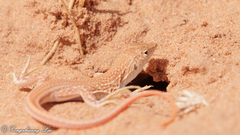 Acanthodactylus boskianus