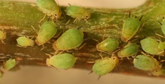 Aphis pomi