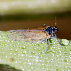 Javesella pellucida