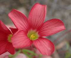 Oxalis pendulifolia