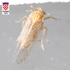 Javesella pellucida