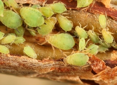 Aphis pomi