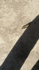 Heliconius charithonia