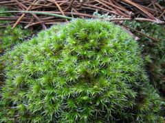 Grimmia decipiens