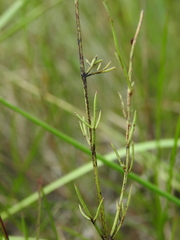 Haloragis heterophylla